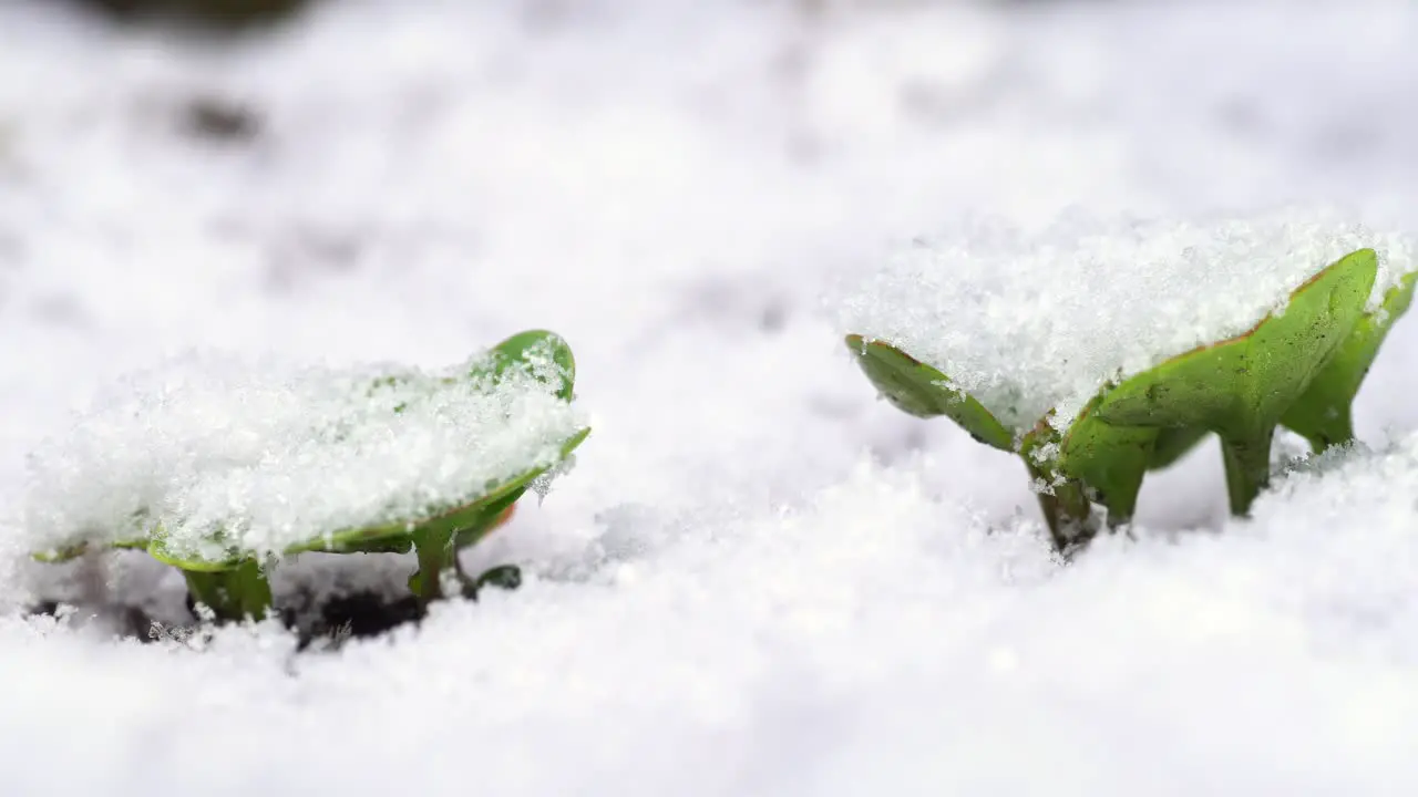 A row of young radishes growing outside in a garden covered by unexpected snow precipitation