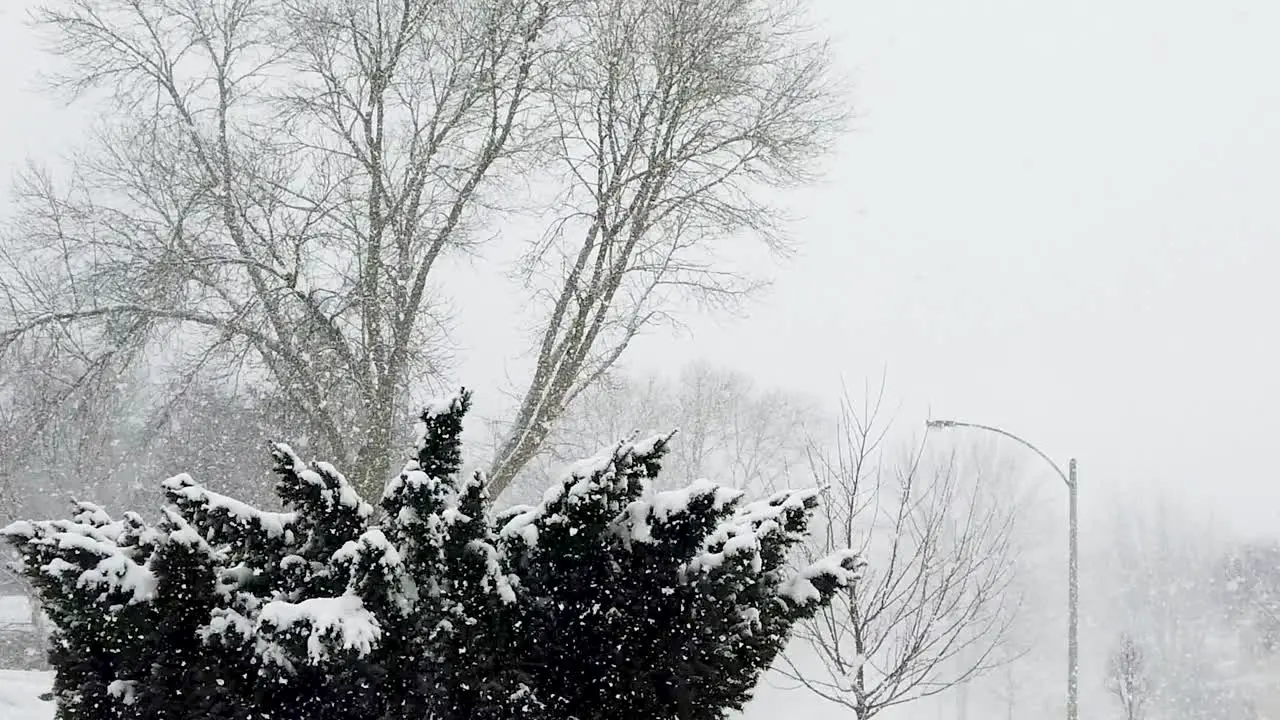 Bush covered with snow while on a cold day snowflakes falling no persons