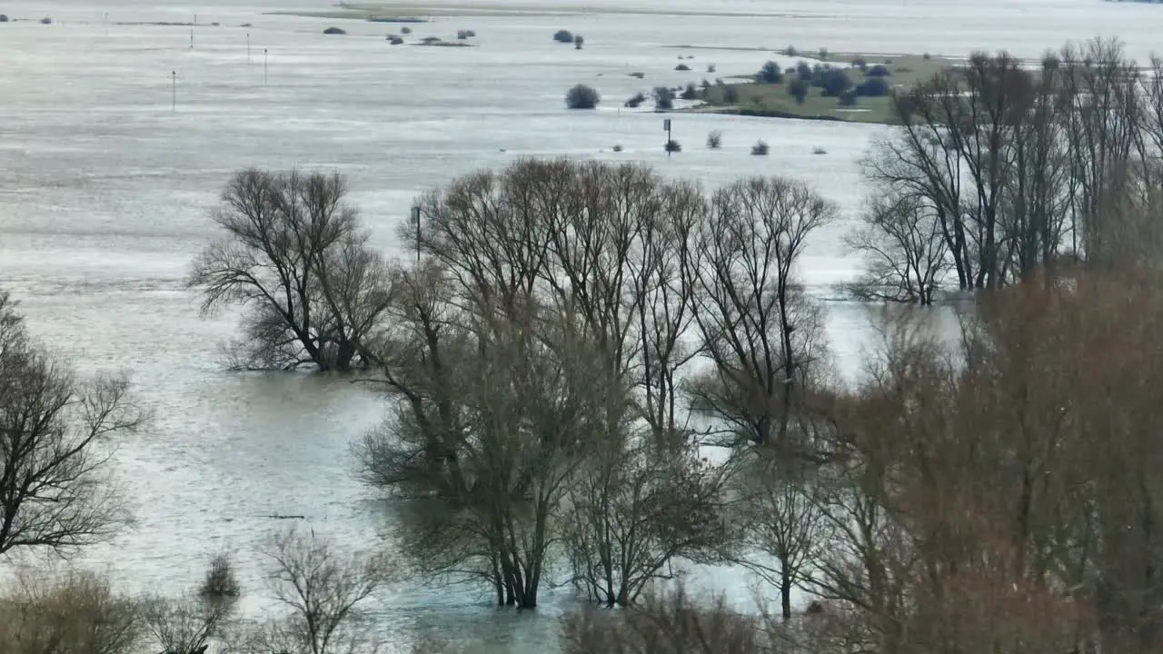 Trees half-submerged during flooding from river Waal Gelderland