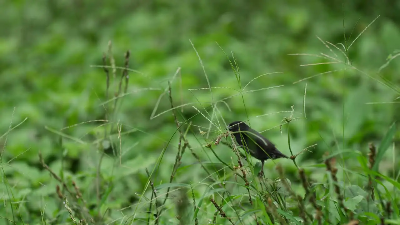 Gray Darwin Finches Eating seeds In Slow Motion Galapagos Island Nature