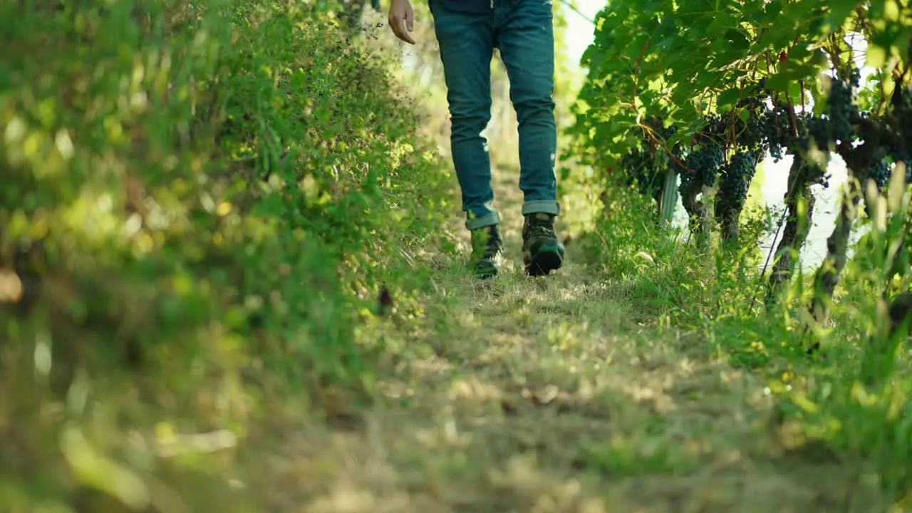 Closeup of a man's feet walking through vineyards red wine