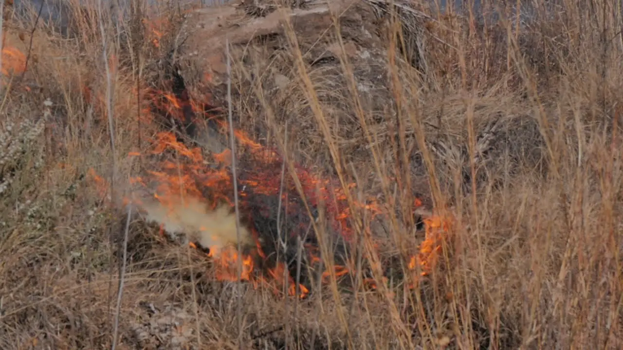 Close up field fire in slow motion