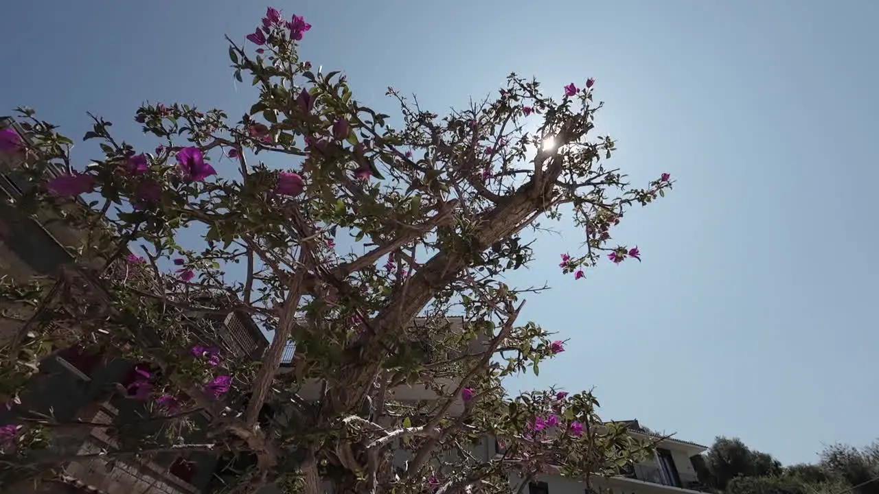 Low angle orbit of colourful flowery bush in to midday sun