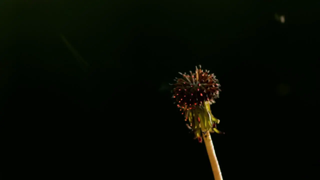 Dandelion head flashes and burns in a fire Slow motion video