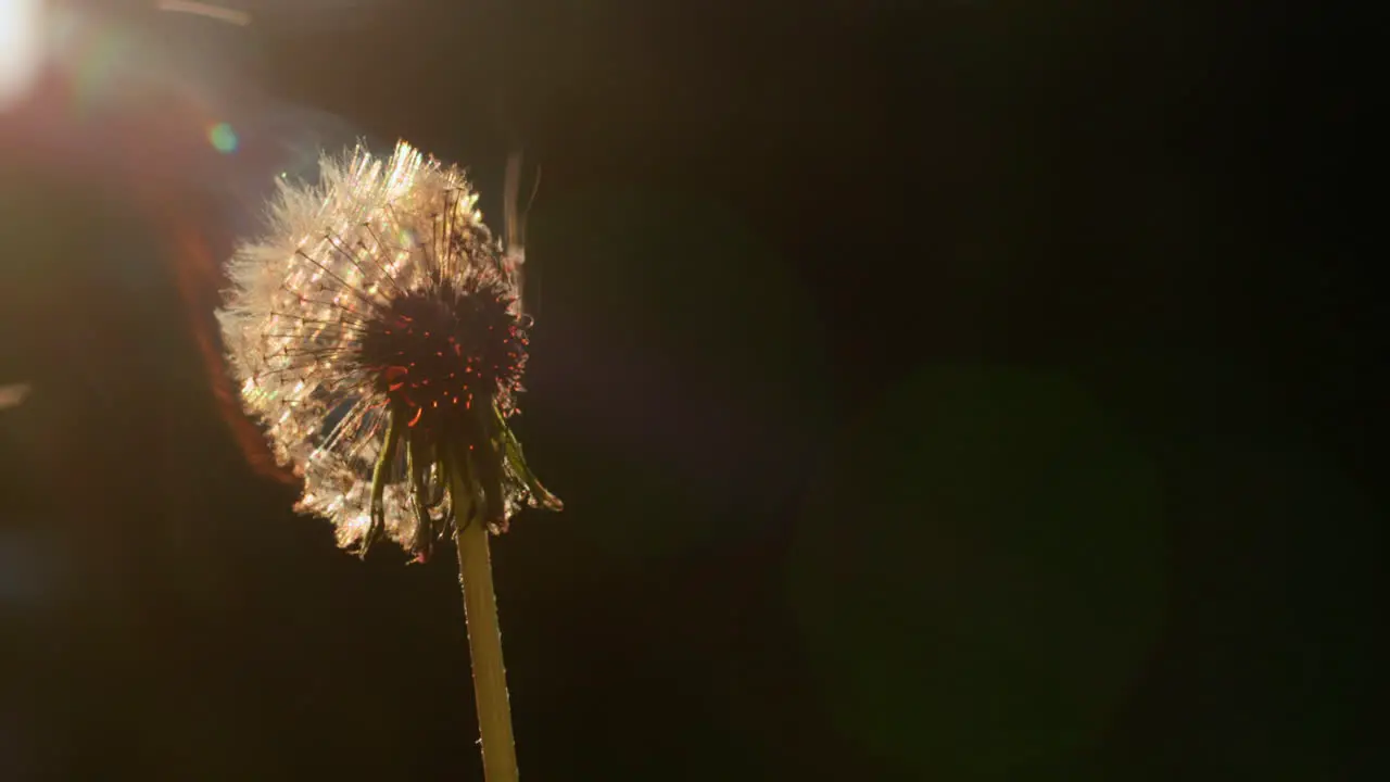 Dandelion head flashes and burns in a fire Slow motion 4k video