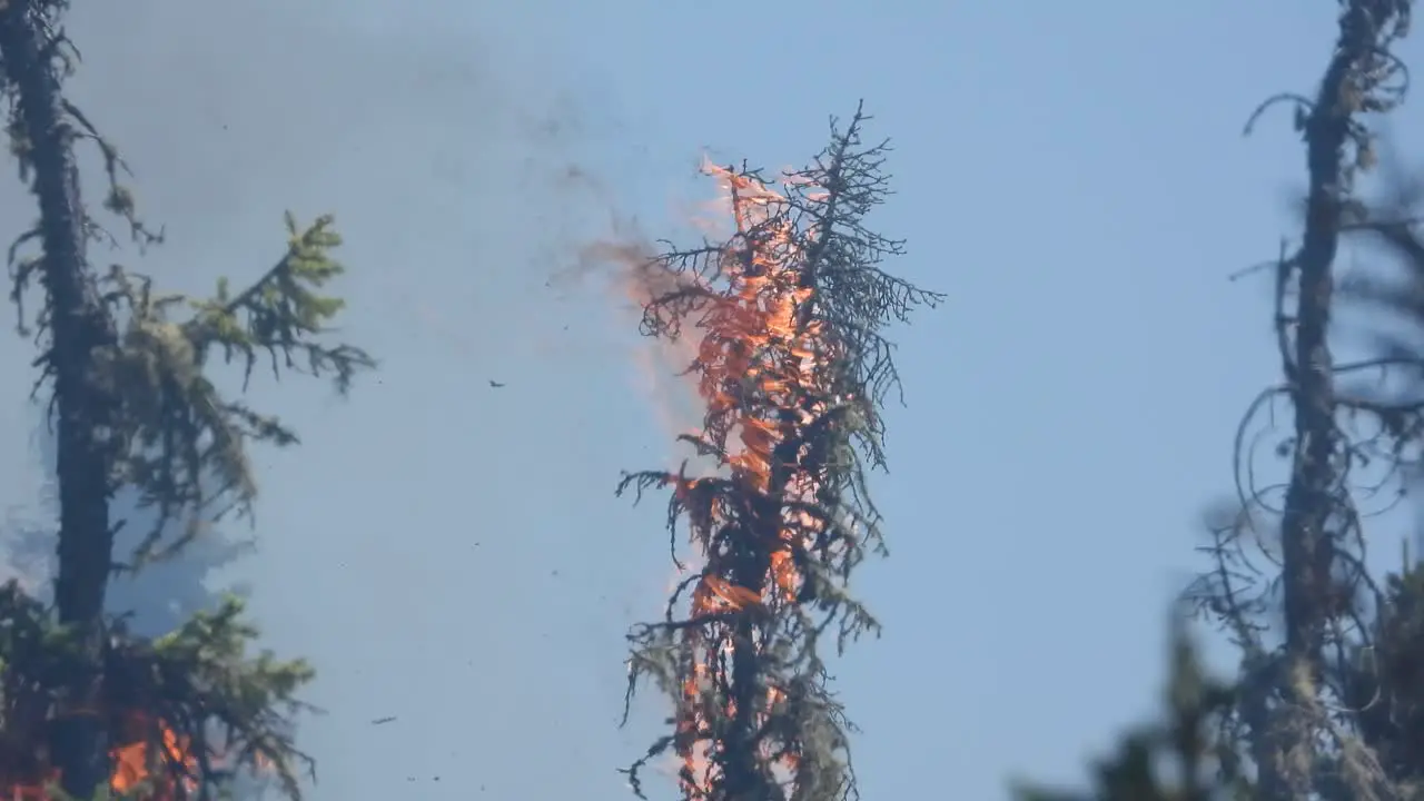 Wildfires destroy trees covered in flames sending smoke into the air for miles