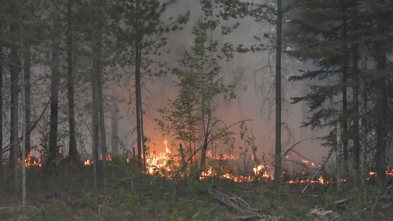 Wildfire line burning in forest Alberta Canada