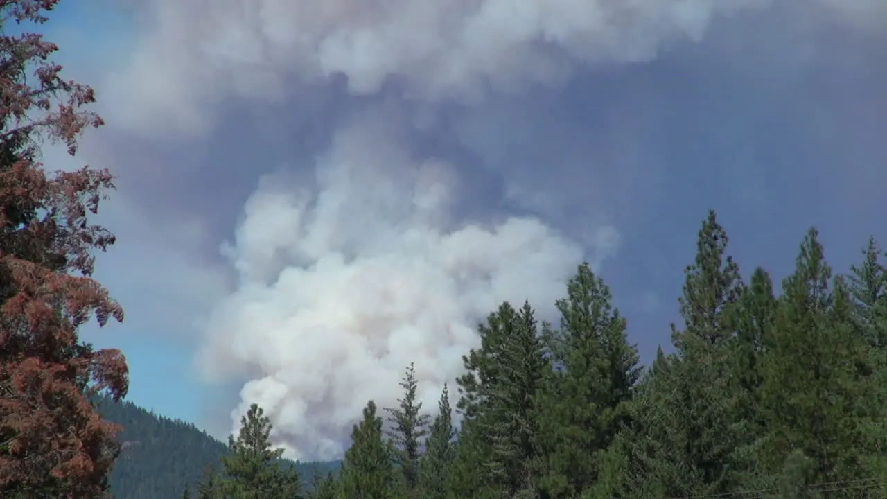 California Smoke Above Trees