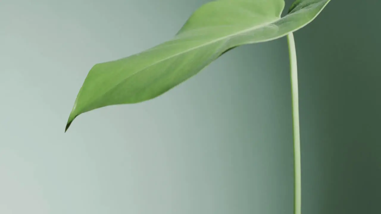 Close up of green leaf on green background with copy space in slow motion