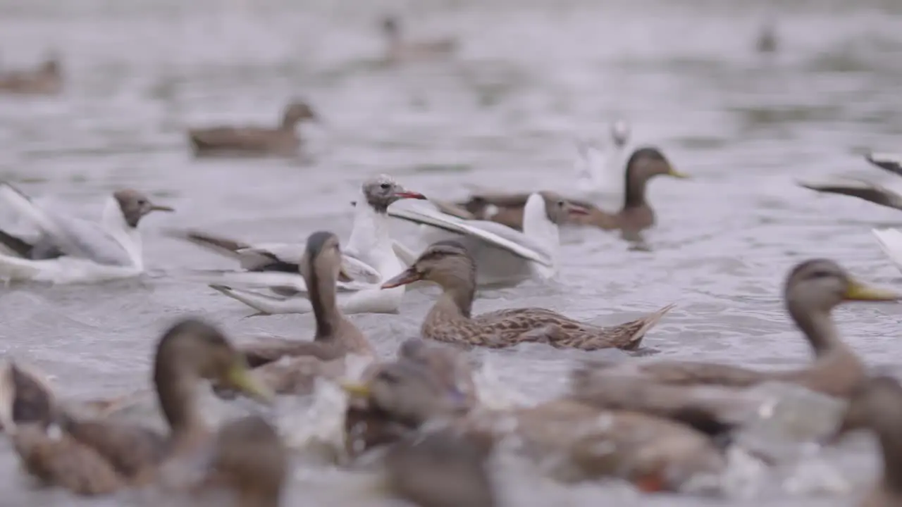 The ducks swim in the river in slow motion