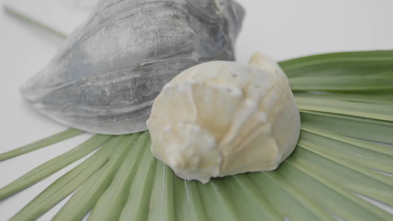 Seashells placed on tropical leaf artistic shot