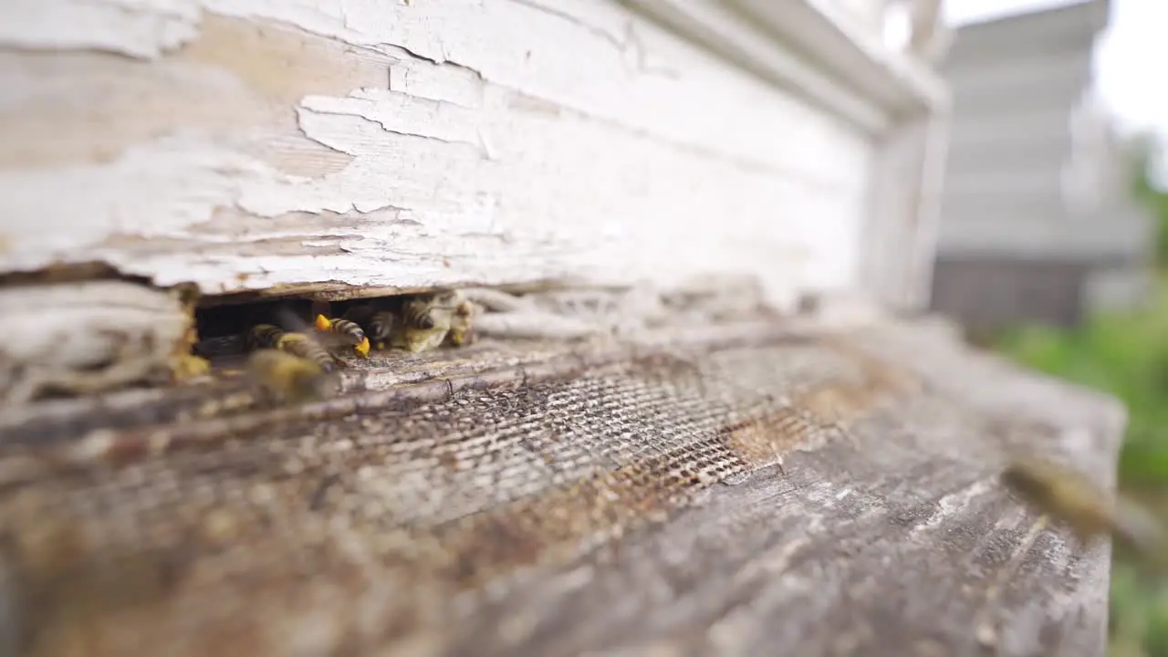 Honey bees close-up slow motion