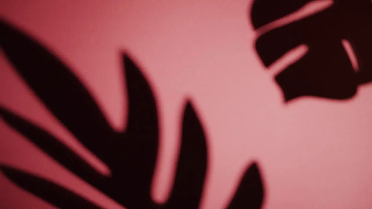 Close up of blurred leaves on pink background with copy space in slow motion