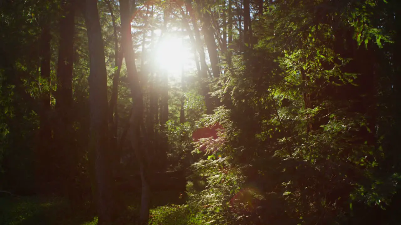 The sun filters through tall trees in a forest