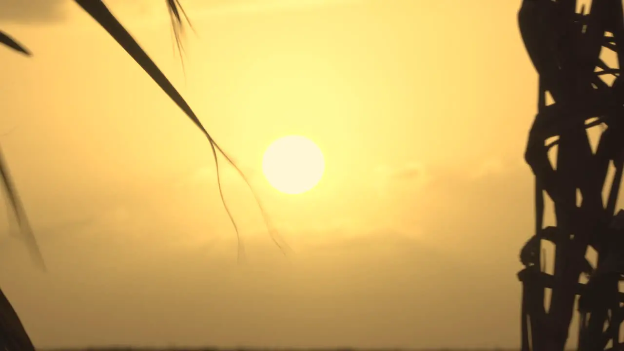 yellow and orange bright sun and sawgrass stalks silhouette landscape