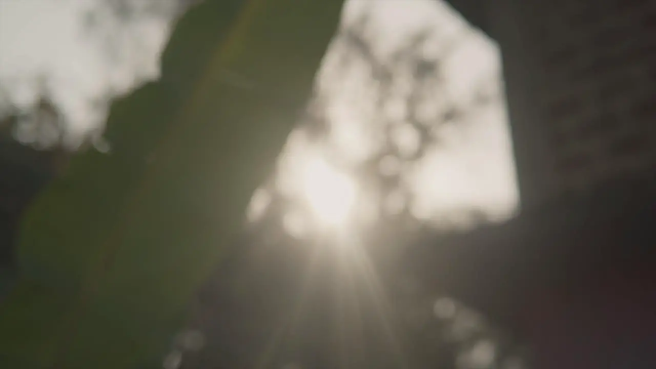 View of sun shining through leaf low angle flickering sunlight reveal from the leaf