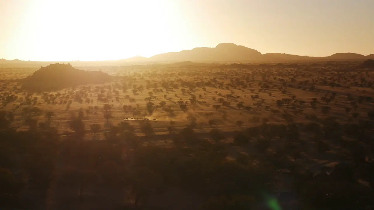 Animals creating dust cloud in sunset desert Aerial distant shot