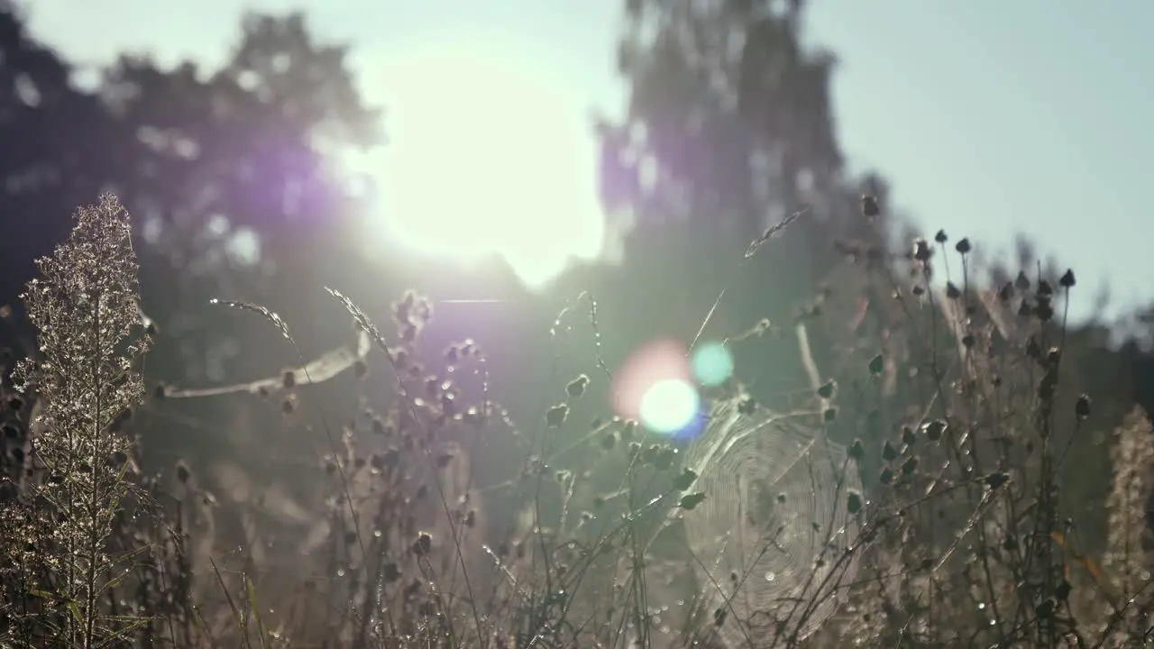 Spider Web On A Dry Plants With Blurry Sunrise Background During Summer In Rogowko Poland