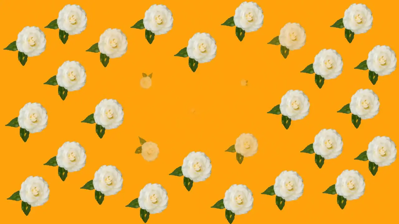 Animation of multiple pink yellow and white roses moving over orange background