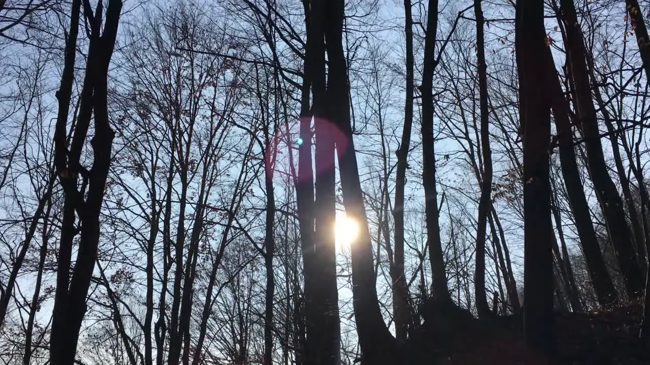 Walking on a forest road with the sun up in the sky and the sunlight getting through the tree branches on early spring season