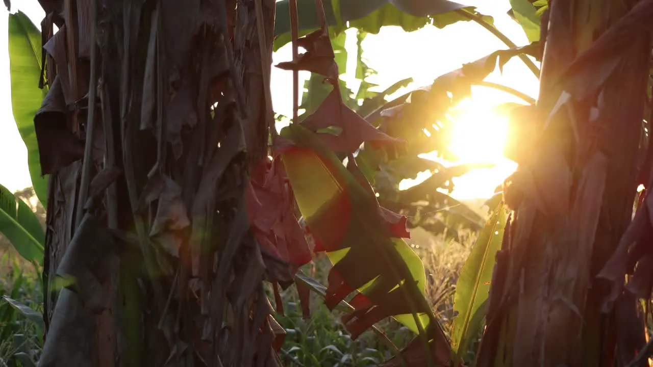 Afternoon sunlight or sunset or golden light through