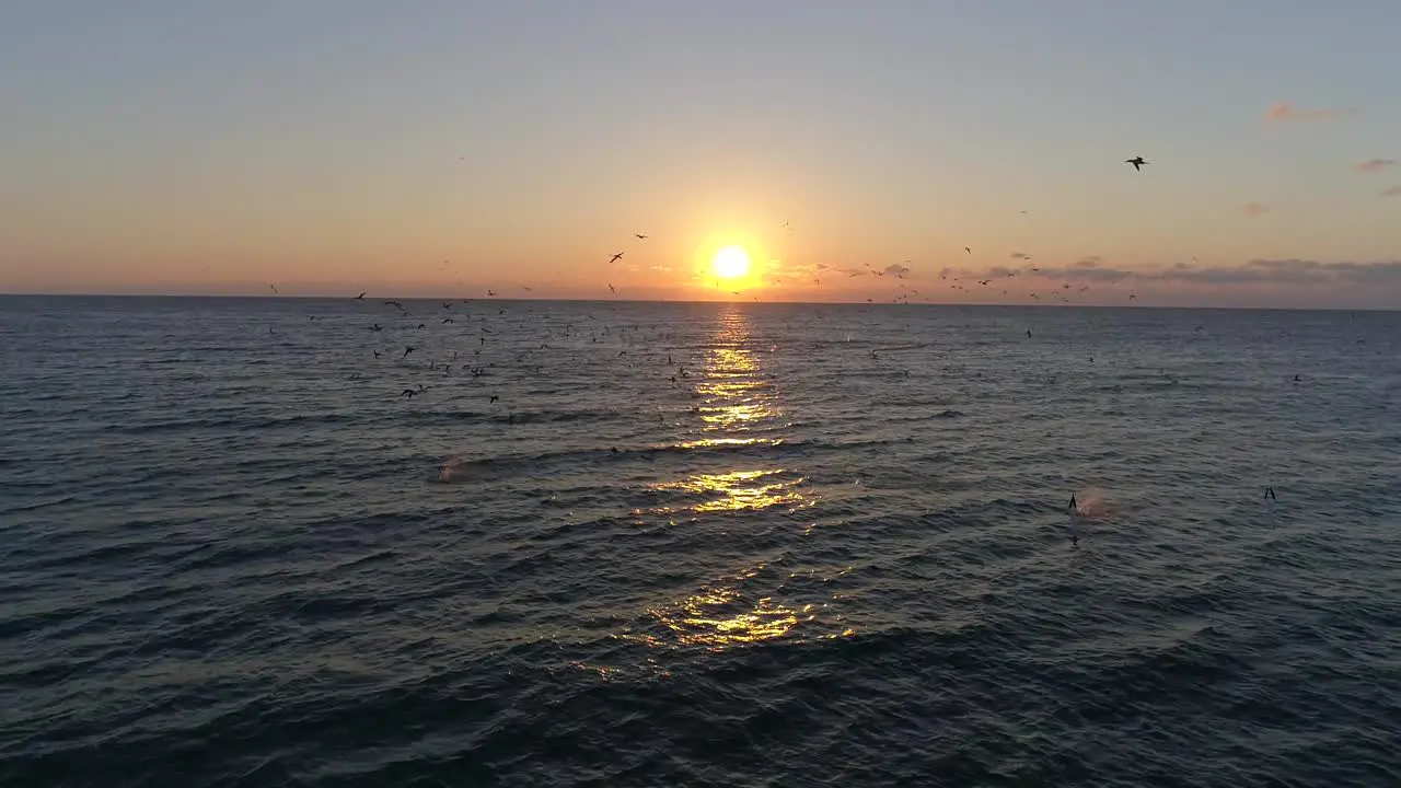 Drone footage of a flock of birds diving into the ocean to catch fish with a beautiful sunrise horizon