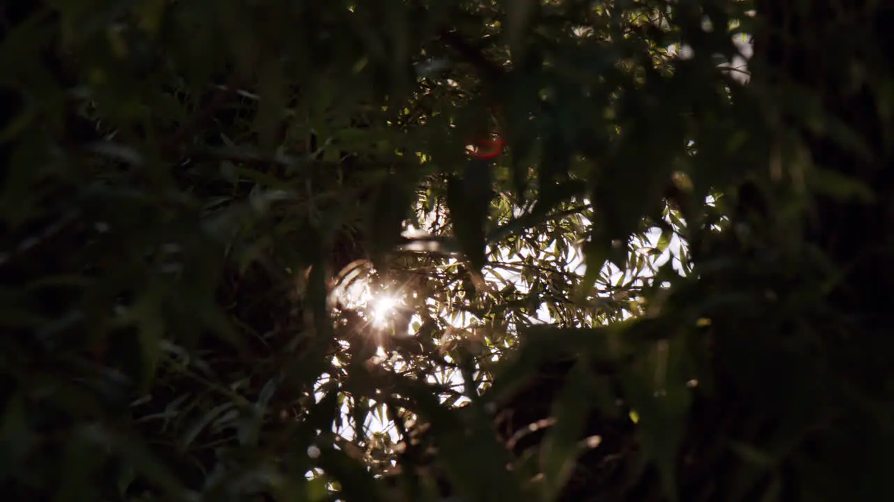 Sunlight Rays Shine Through Tree Branches and Leaves