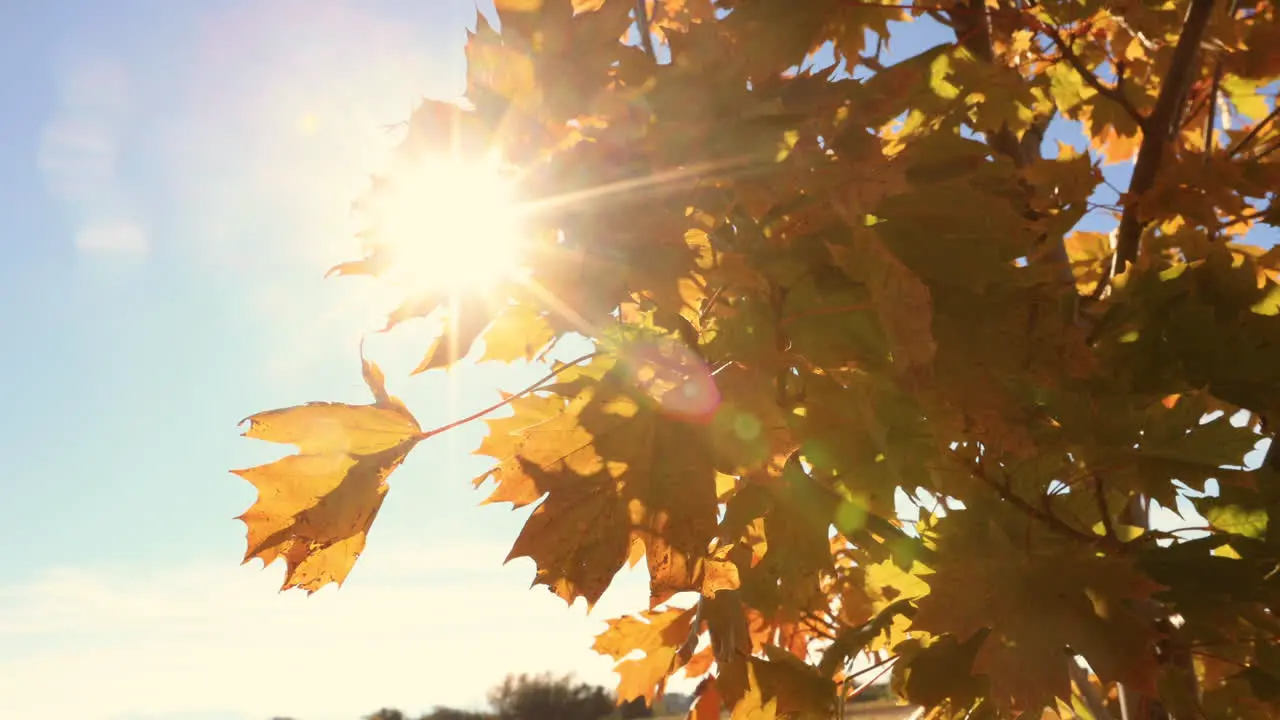 Sun Reflecting on Fall Colored Leaves Bozeman Montana 4K