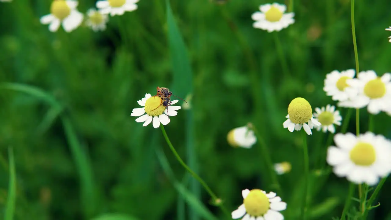 Mating Between Two Bugs On Chamomile Flower