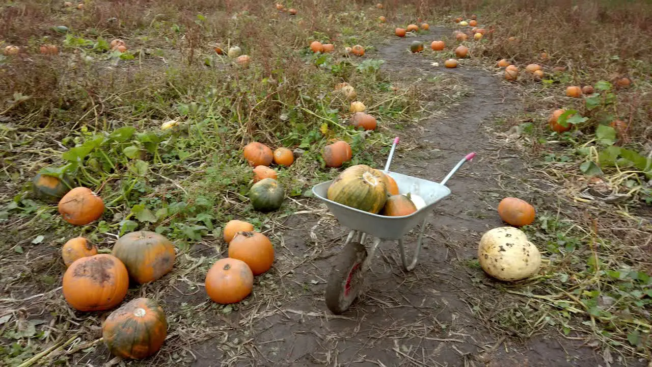 Pan shot of wheel barrow with lots of halloween pumpkins in field in autumn