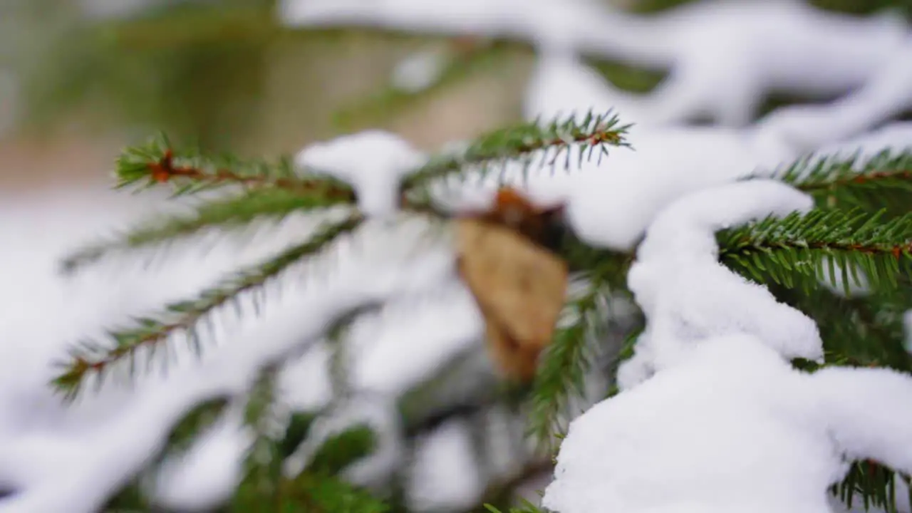 Pine Needles Winter Snow Close Up Evergreen Tree Winter Day Snow Melting Off