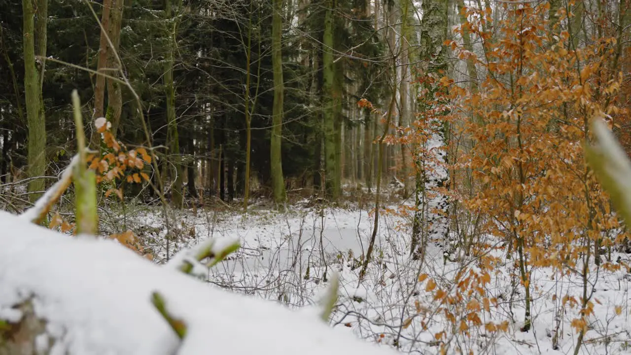 Lying tree trunk in winter scenery forest slow steady shot