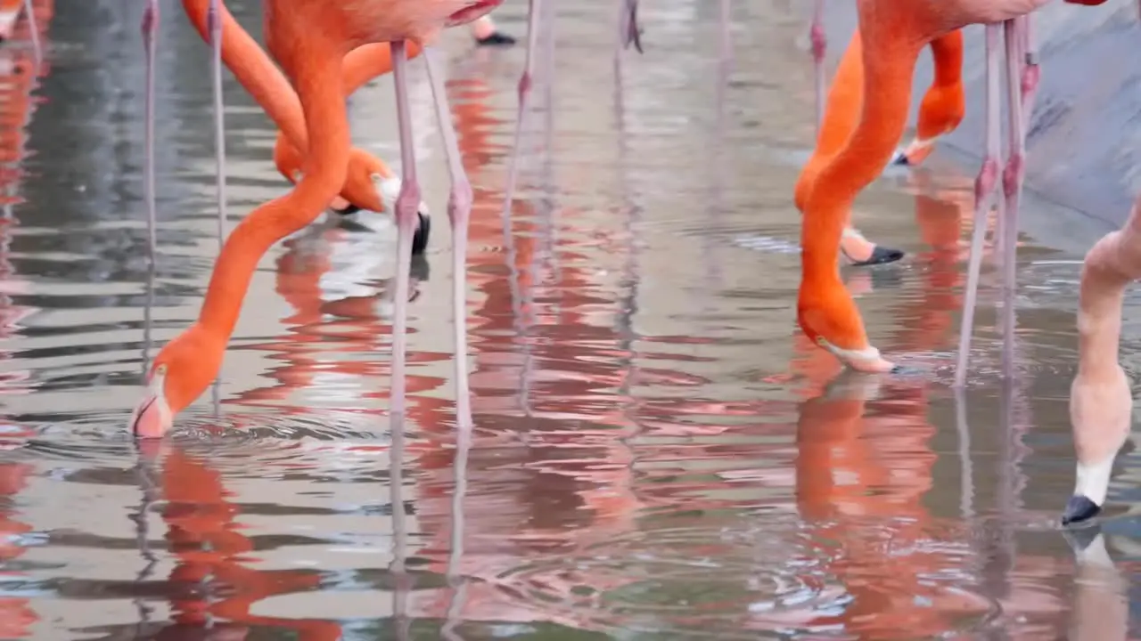 Bright and colorful flamingos bathe and drink water in a group together