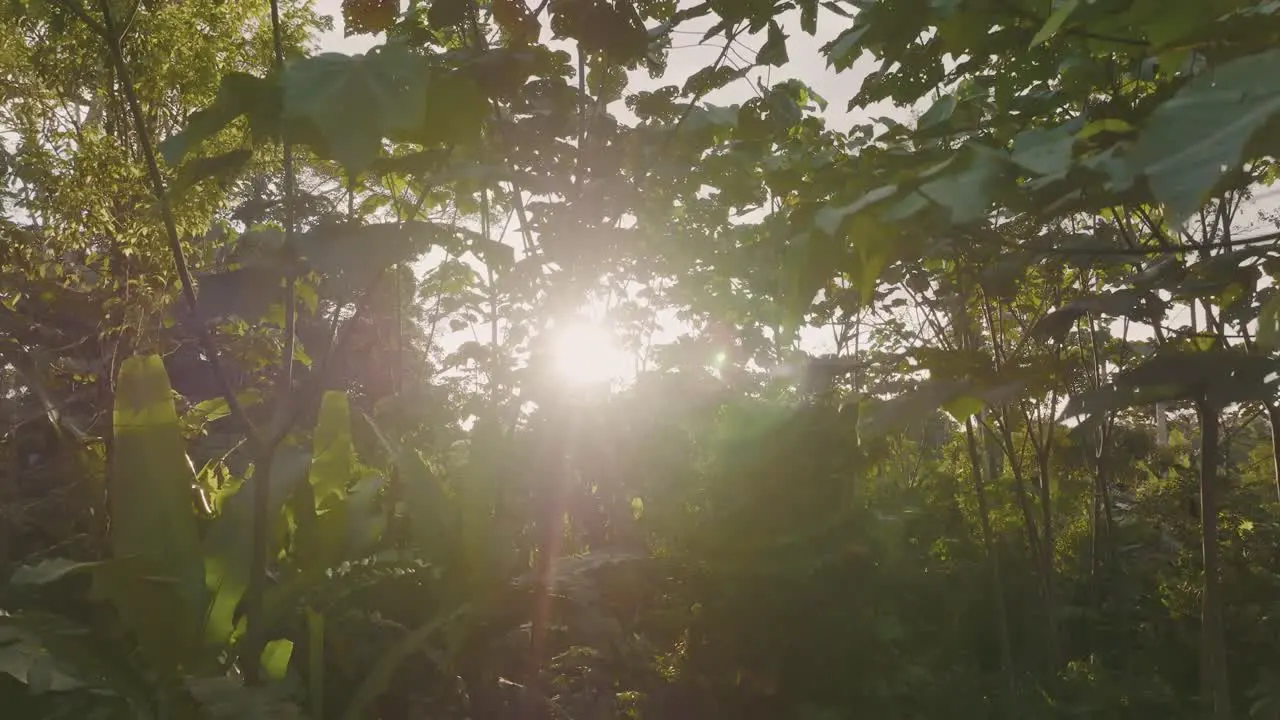 4k drone shot of sunrise in the tropical rainforest at Amazon forest