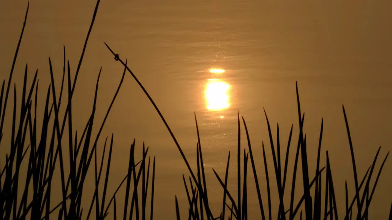 4K Cinematic golden shimmering sunset reflecting on gentle water ripples on lake surface with grass silhouette in the foreground as dusk comes