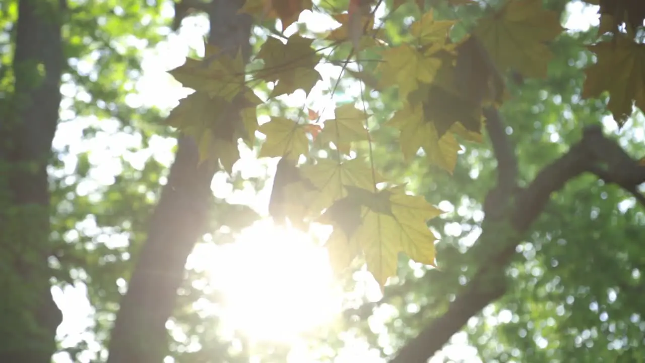 Vibrant Sunlight Shining Down Through The Green Leaves In The Forest low angle shot