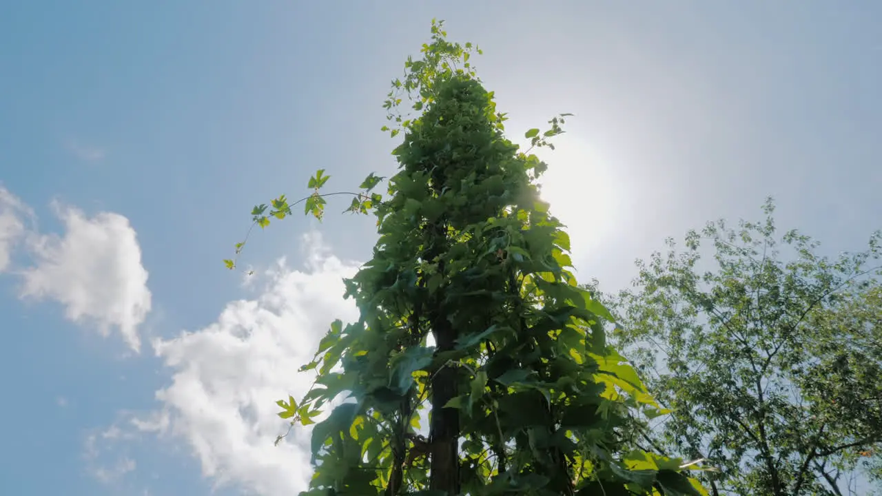 The Sun Shines Through The Leaves Of Hops On A Farm Where Brewing Hops Are Grown