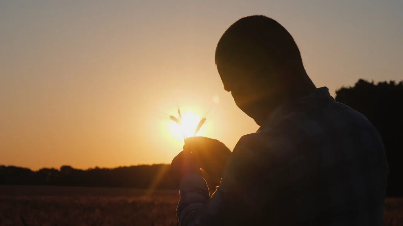 Silhouette of a farmer studying wheat at sunset