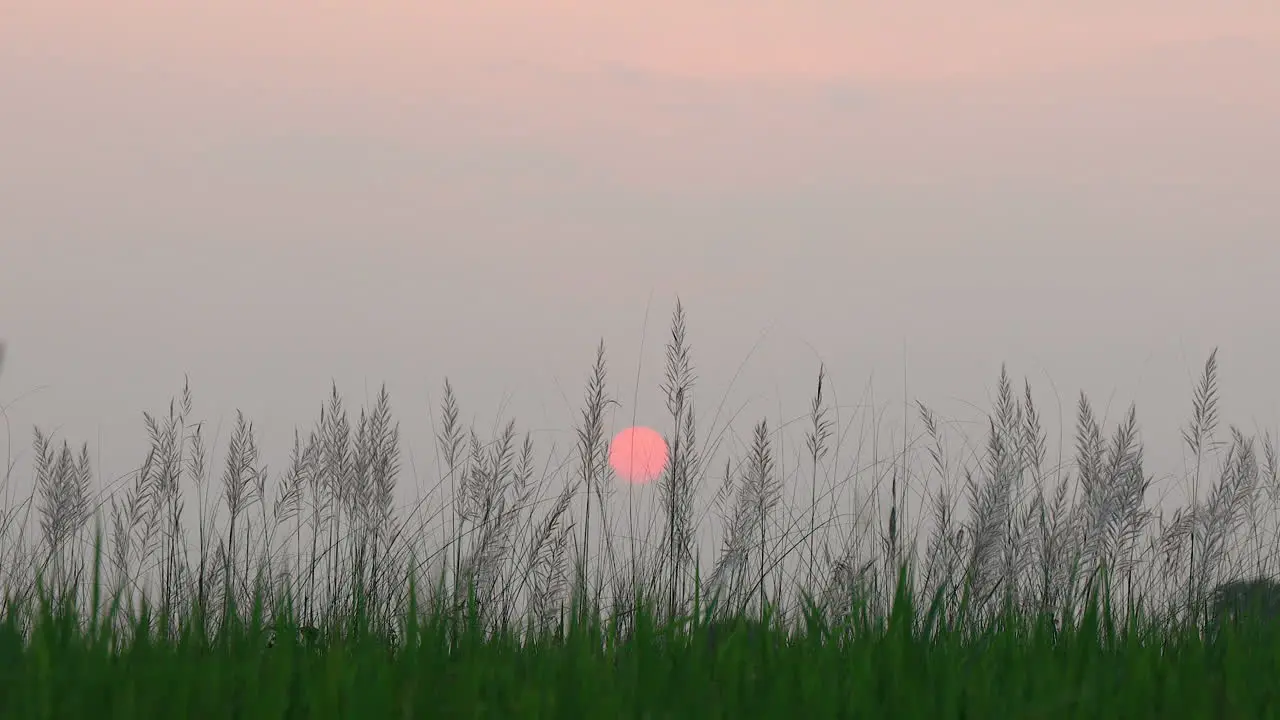 Beautiful Sunset against common reed grass canes in the fields