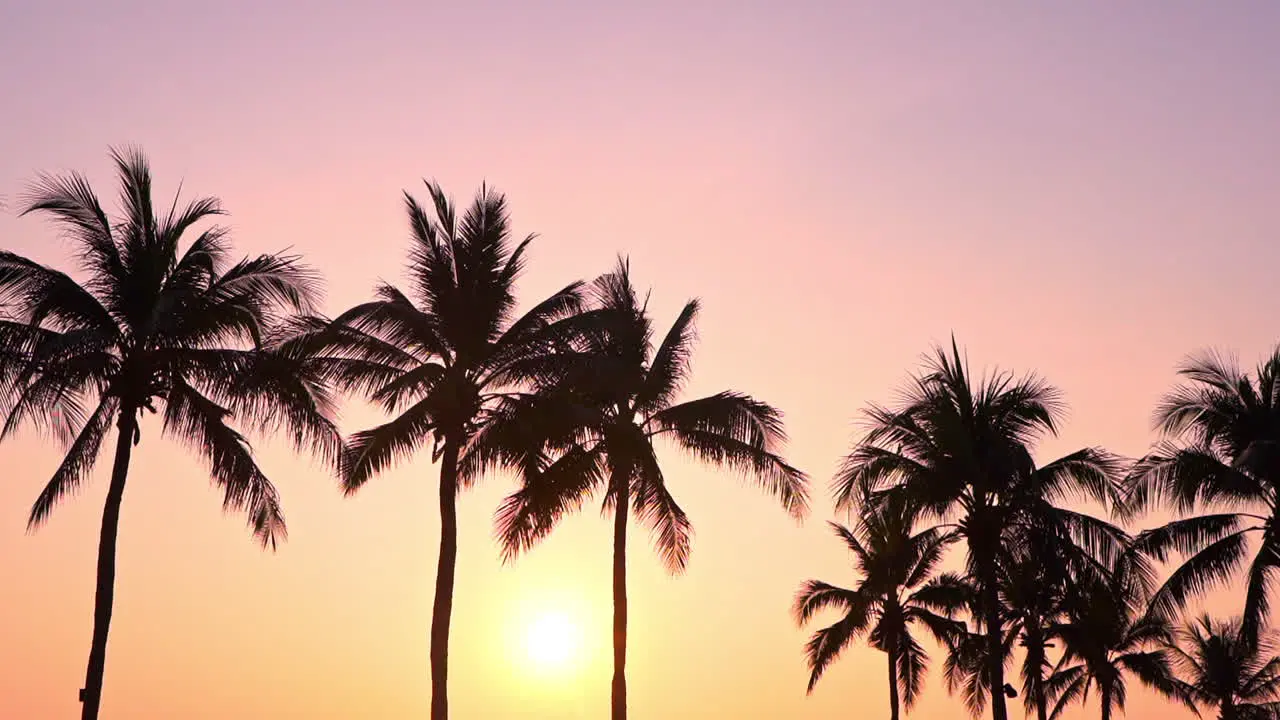 Low angle of palm trees silhouette at sunset