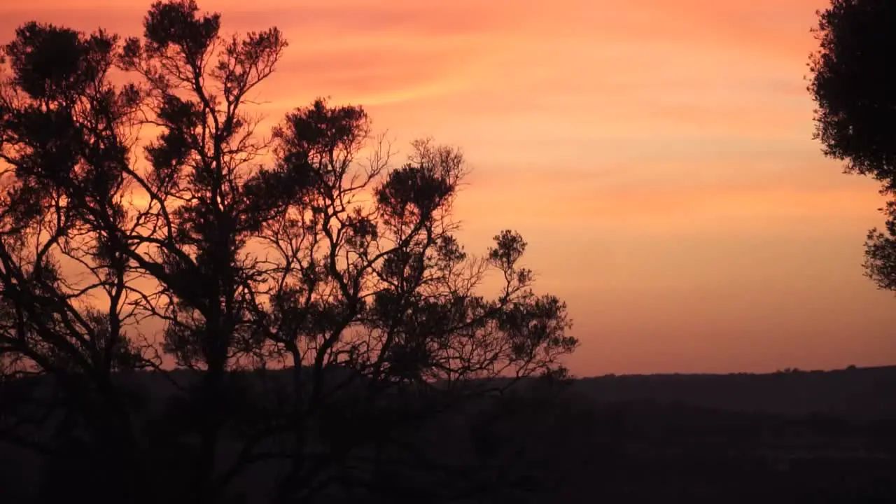 Silhouette of a bush during golden hour with a red Sky in the background 4K