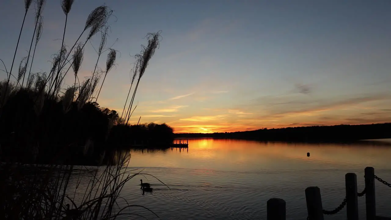 Ornamental marsh grass beside dock overlooking peaceful lake with dramatic sunset sky reflected on still surface of water as geese swim through evening scene