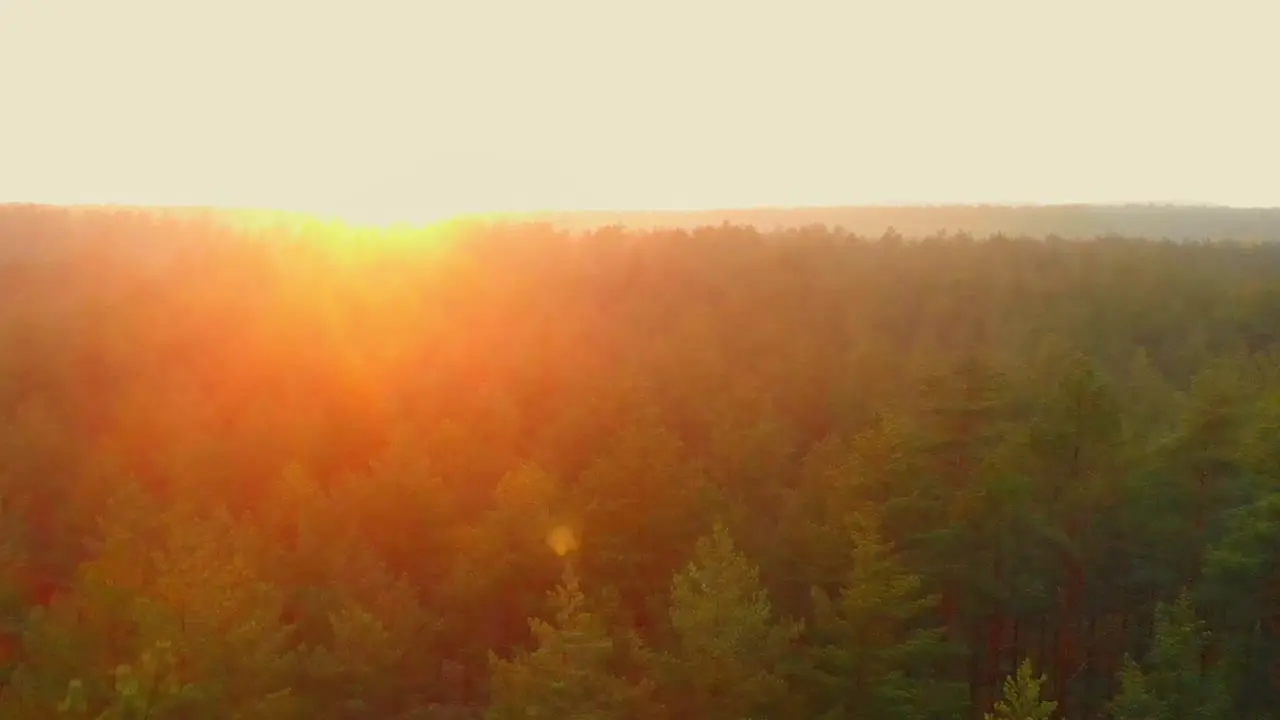 Colorful golden sunrise over pine forest aerial dolly in