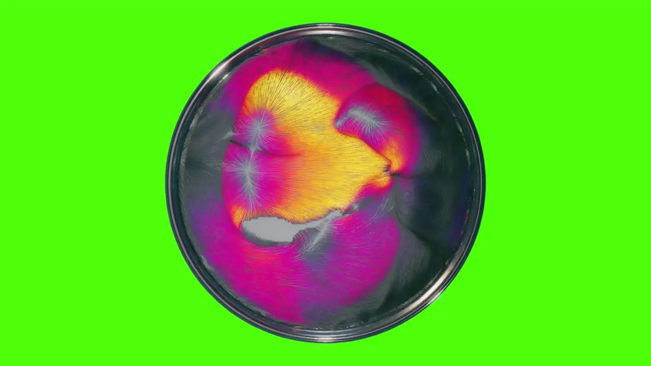 Greenscreen top view 3D render of abstract shapes flowing in Petri plate evolving virus or bacteria experiment in a lab forming vibrant hairy cells