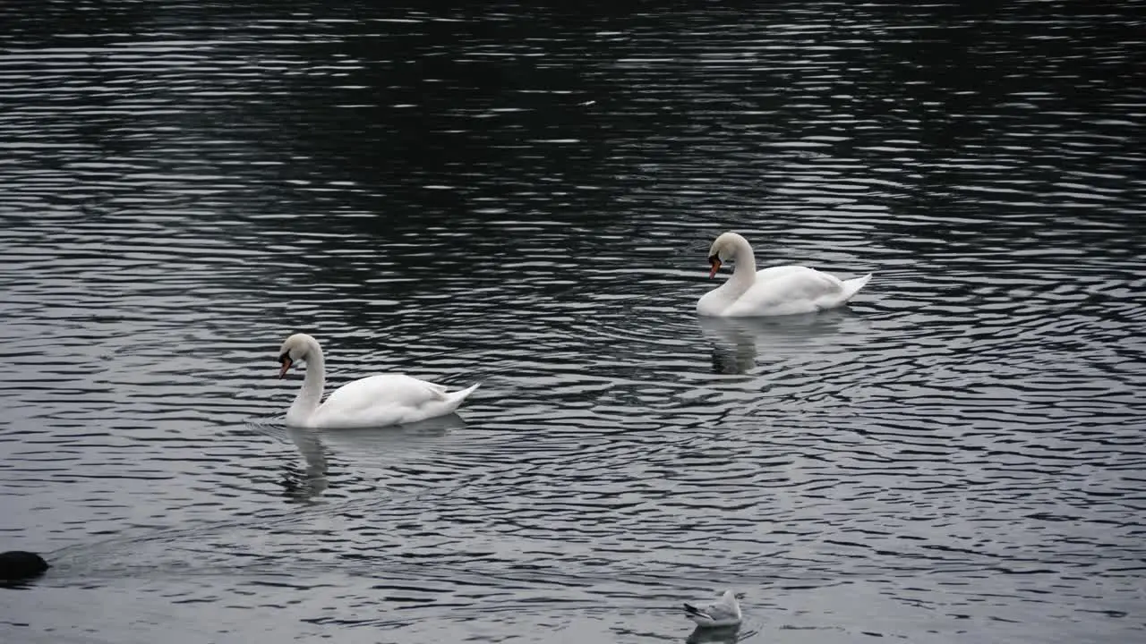 Two swans a coot and a gull on a lake on a cloudy day