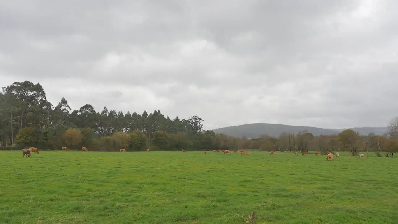 Cows eating green grass and walking on pasture in cloudy day