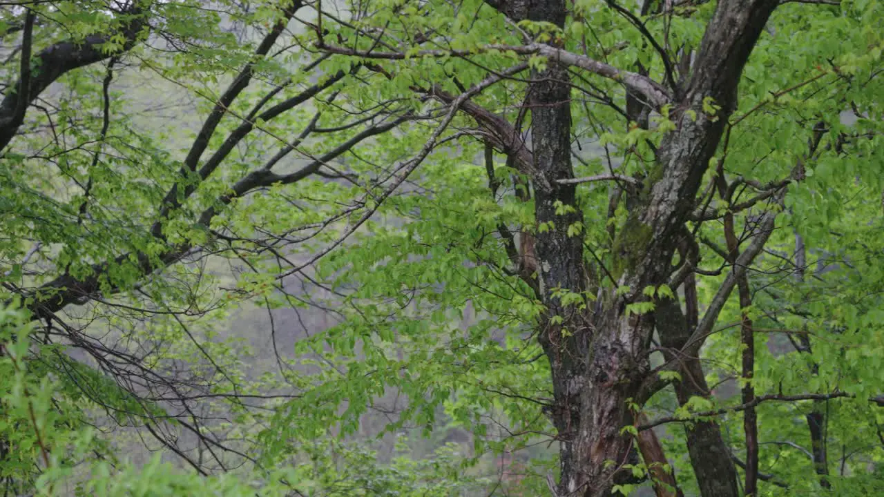 Rainy forest on Mount Daisen National Park Pan across Primeval Forest Japan