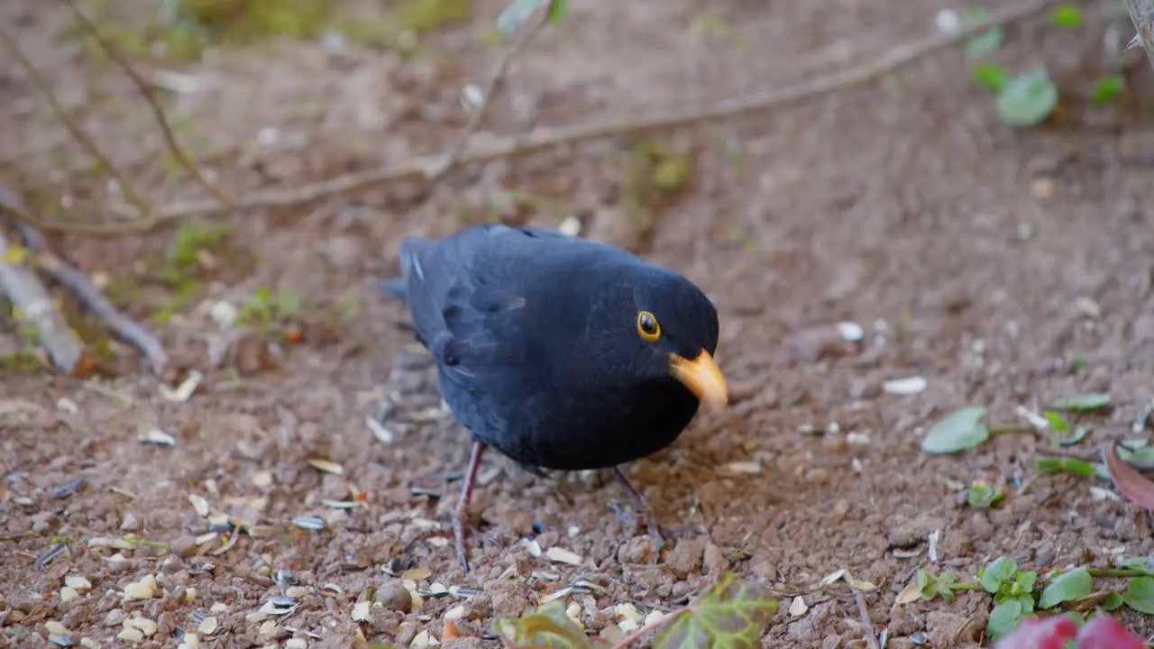 Blackbird searches for sunflower seeds on the dry brown ground finds them a few times and eats them