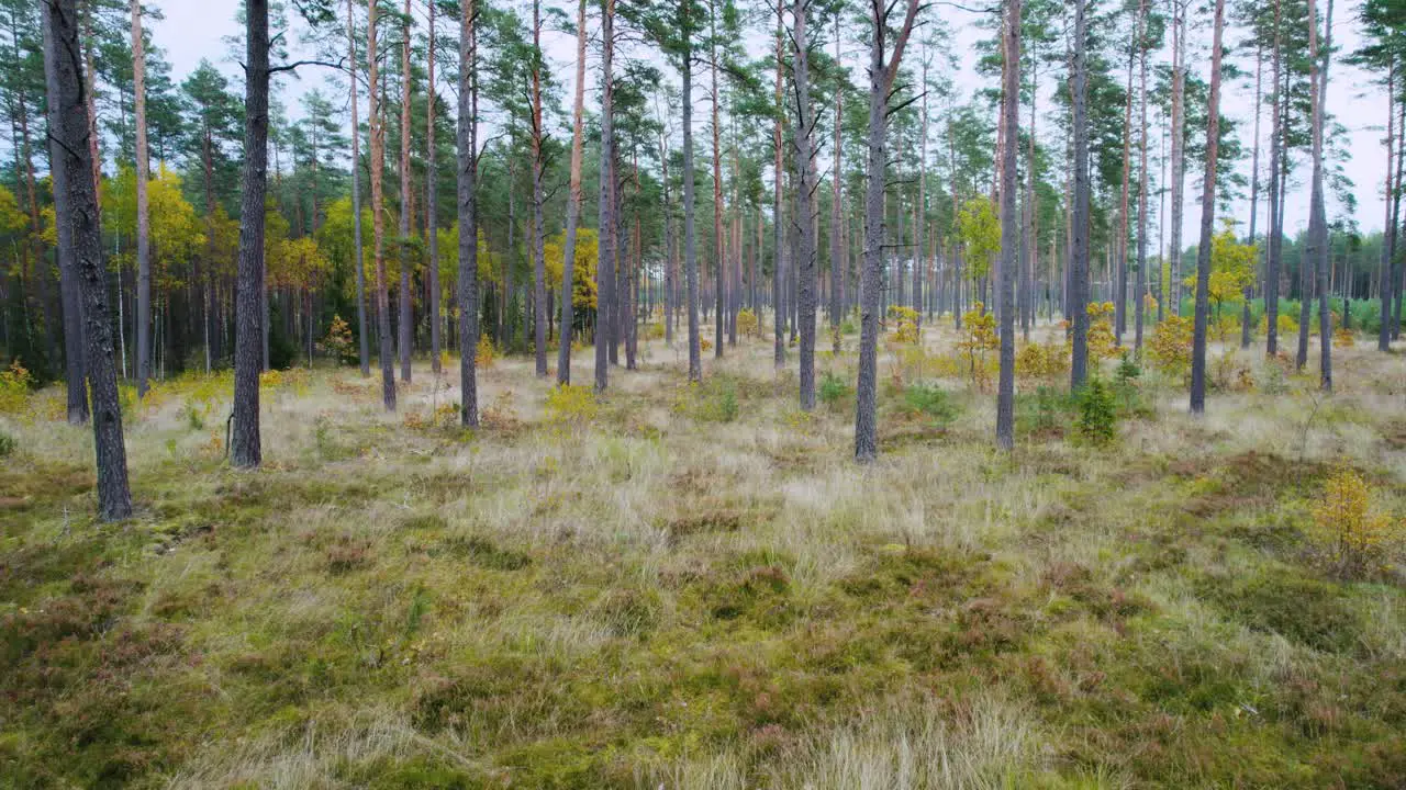 Aerial view of autumn forest in eastern Europe