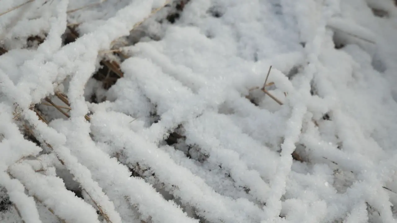 Dry grass covered with snow in frosty winter day